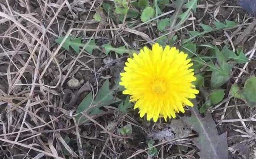 10种植物传播种子的方式，植物没有大脑，但远比你想的“聪明”！