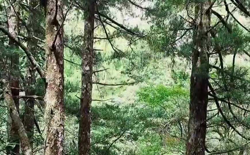 植物熊猫是指什么树？这6种植物，常被人们称作“植物熊猫”！