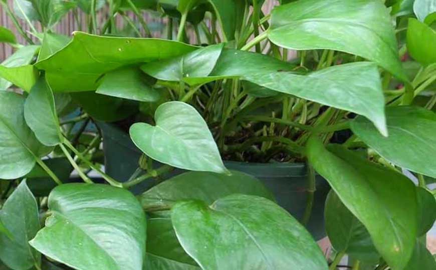 能净化空气的室内植物，这10种植物，堪称天然的空气净化器！