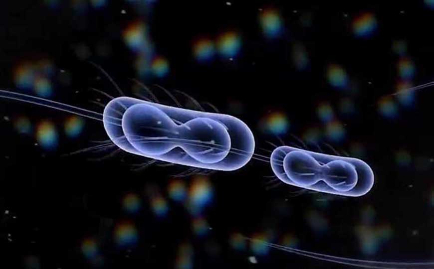 常见的微生物有哪些？