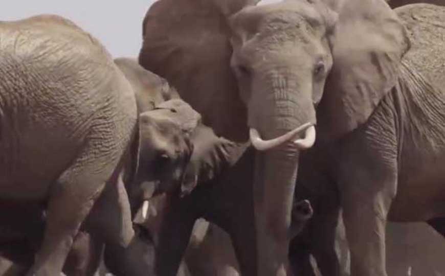 敢和老虎打架的动物，尤其是前三种，老虎也只能避其锋芒！