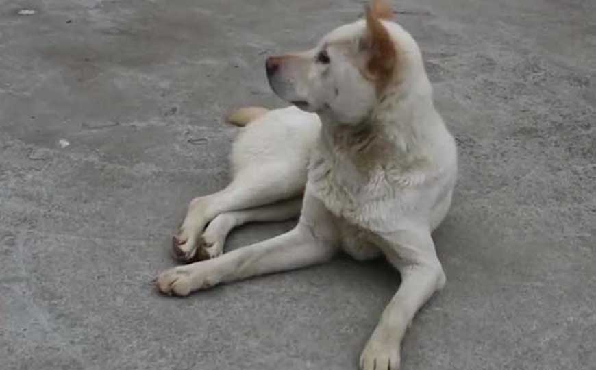 最受欢迎的宠物狗排名前十名，这10种宠物狗，几乎随处可见！