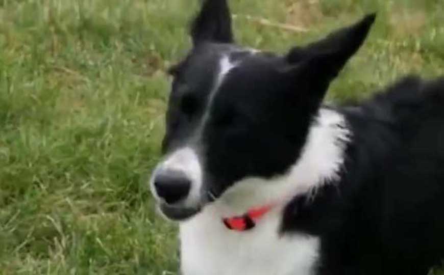 十大最聪明的狗排名，这10种狗的智商，高到让人不敢相信！