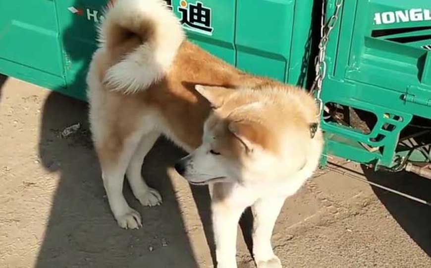 秋田犬