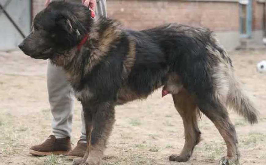 高加索牧羊犬