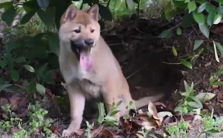 便宜的宠物狗有哪些？这10种宠物狗，价格便宜，好养又好看！