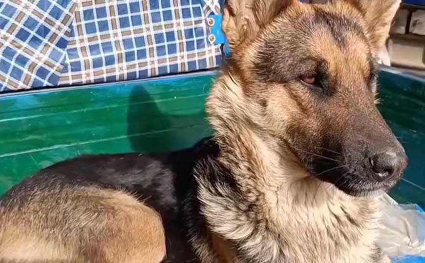 什么狗最忠诚？10大最忠诚的狗排名，遇到危险会拿命保护主人！