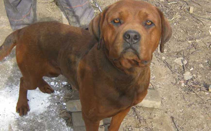 中国十大禁养的猛犬，这10种狗攻击性极强，常有咬死人的报道！