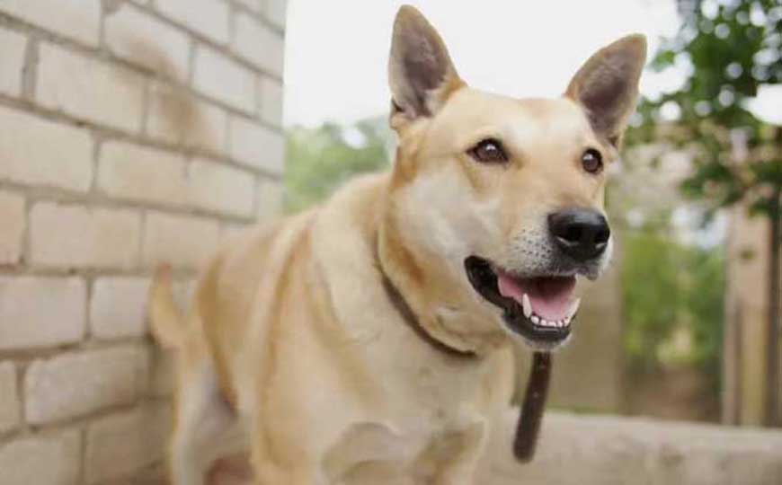 什么狗最好养？不妨试试这7种狗，好养又通人性，价格还不贵！