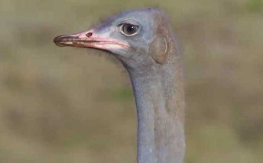 非洲鸵鸟