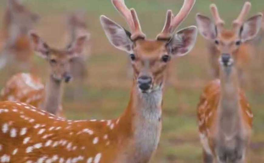 梅花鹿、驼鹿、麋鹿、驯鹿、马鹿、獐、狍、长颈鹿有什么区别？