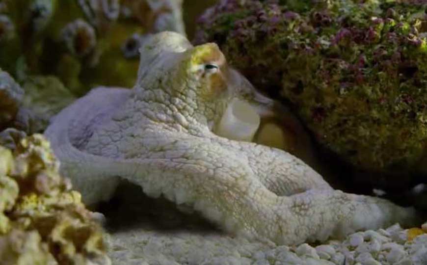 章鱼、鱿鱼、乌贼、墨鱼、八爪鱼的区别，实际上只有三种动物！