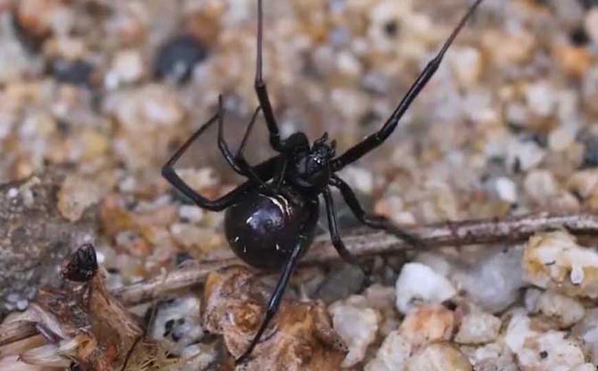 中国十大毒蜘蛛排行榜，第一名绝不要招惹，毒性超过响尾蛇！