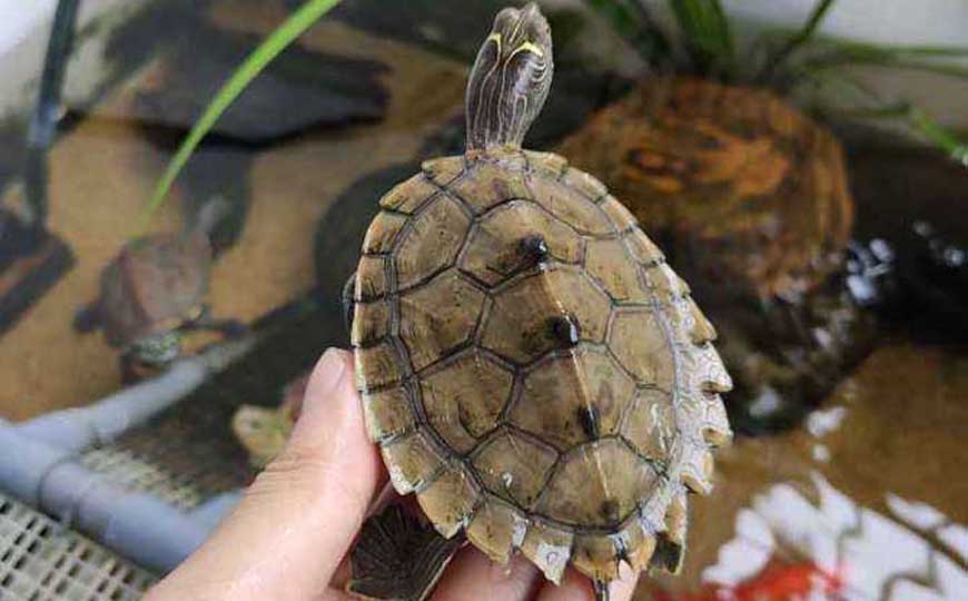 乌龟、鳖、王八、甲鱼有什么区别？是几种动物？看完长见识了！