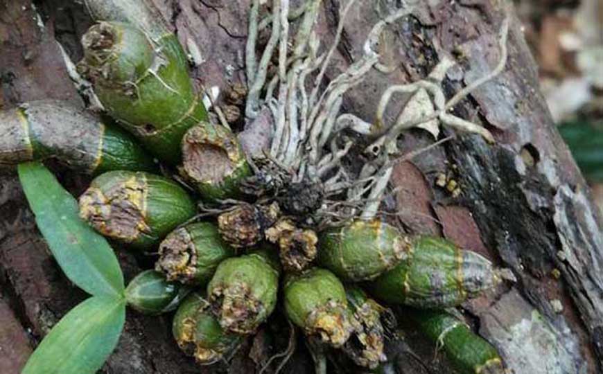 九大仙草是哪九种？这9种“仙草”，每一种都有独特的功效！