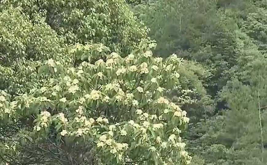 亚热带季风气候