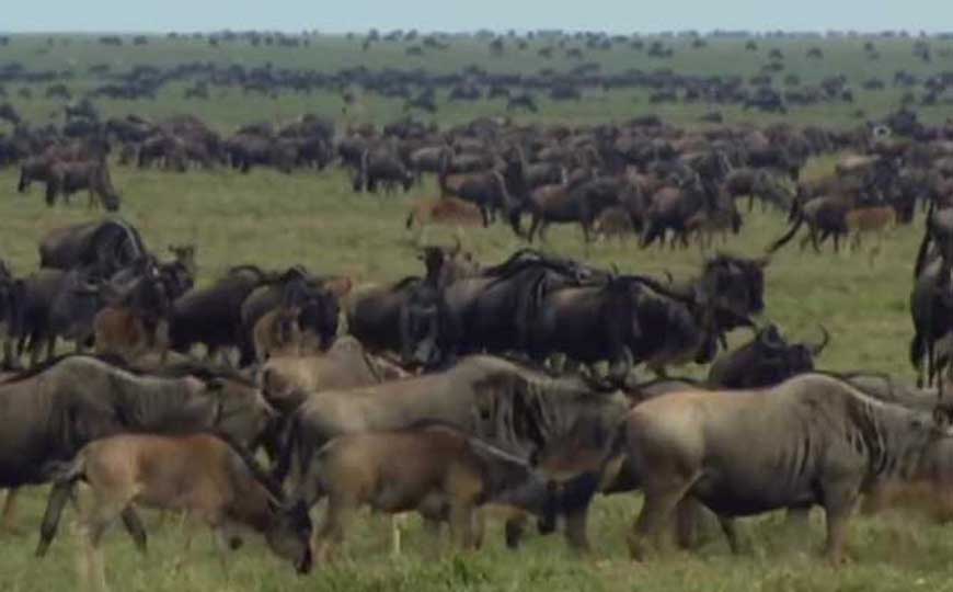 热带草原气候的特点及成因