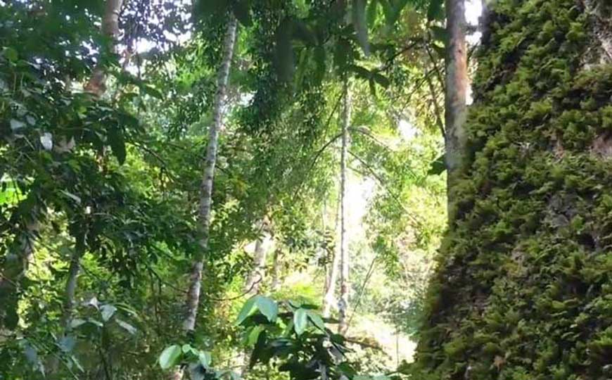 热带季风气候的特点及成因