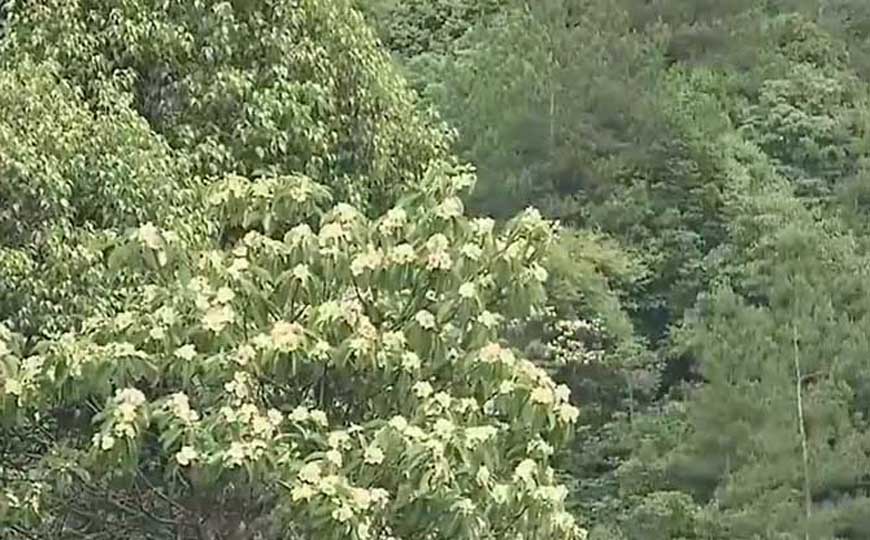 亚热带季风气候