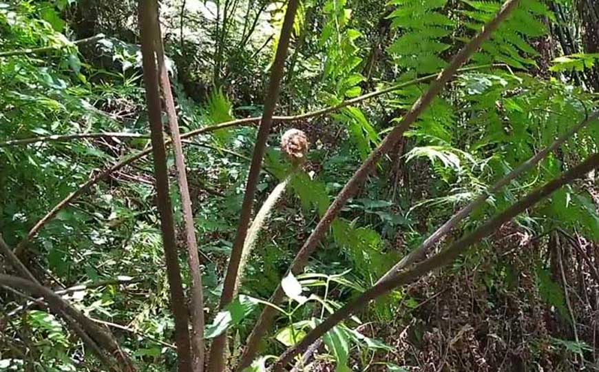 亚热带季风气候