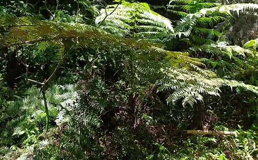 亚热带湿润气候