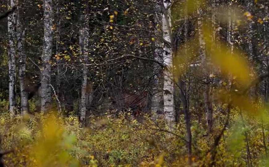 温带大陆性气候