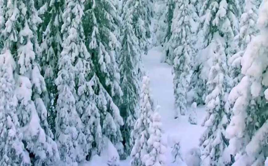 亚寒带针叶林气候