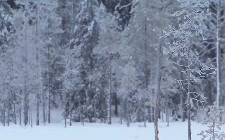 亚寒带针叶林气候