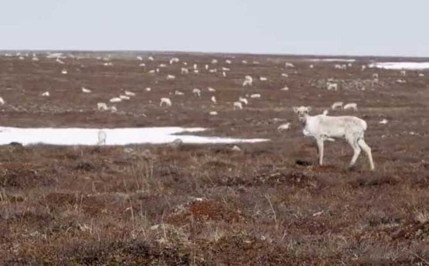 极地气候的特点及成因