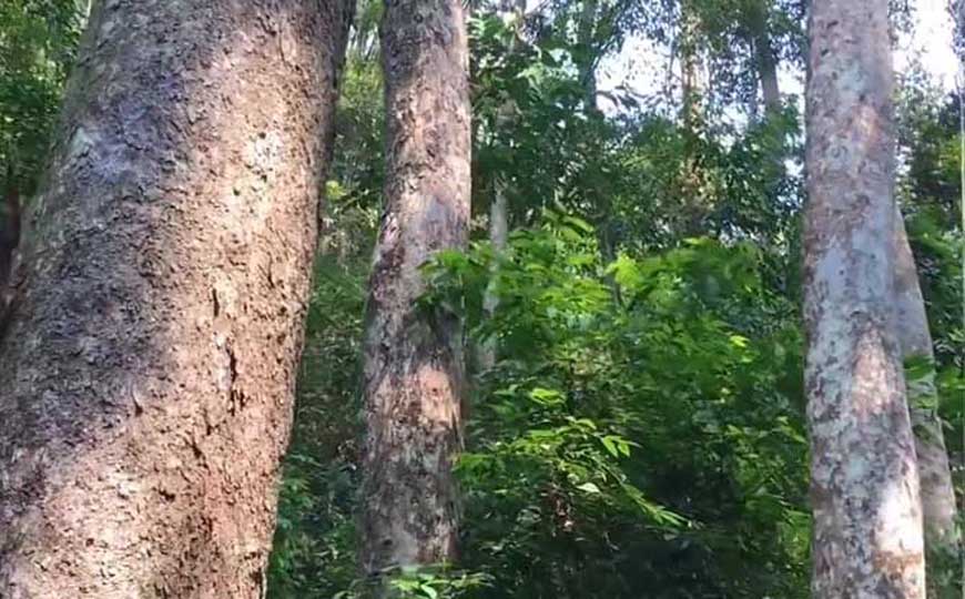 季风气候是什么意思？