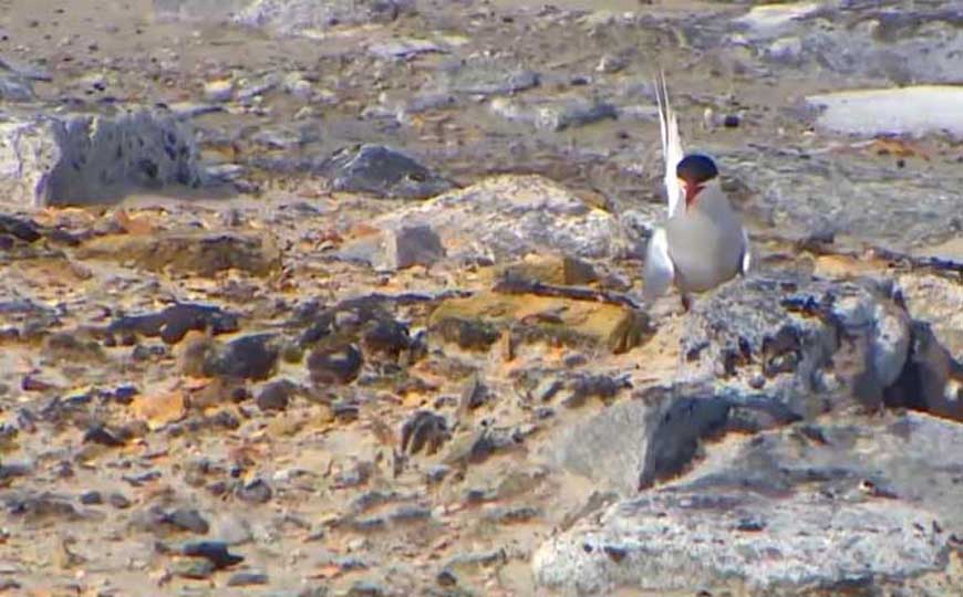 寒带气候的特点及分布