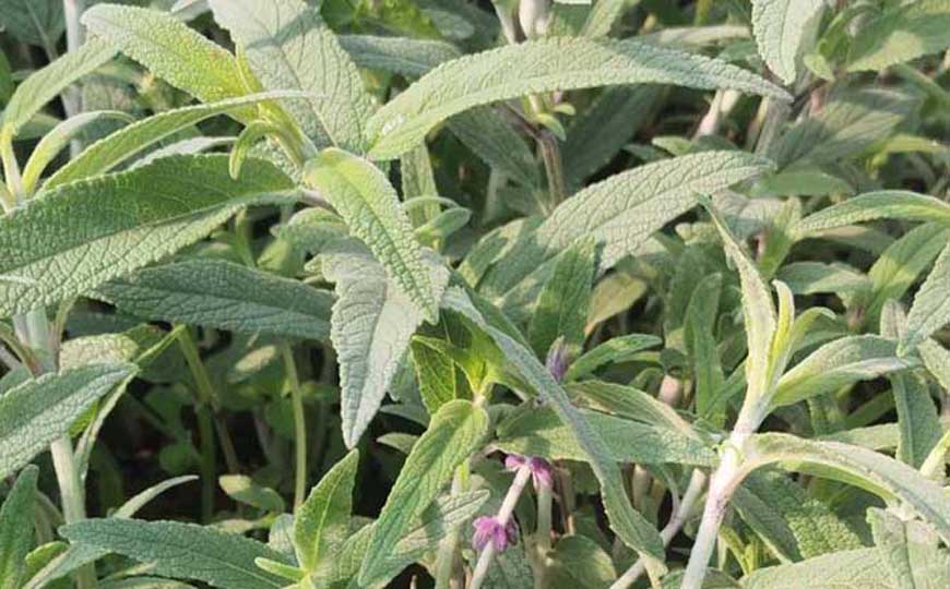 一年生草本植物