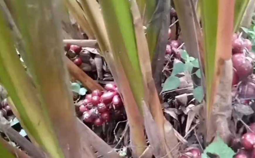 多年生草本植物