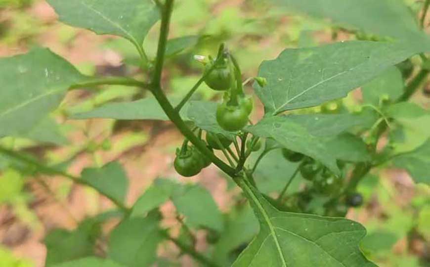 一年生草本植物