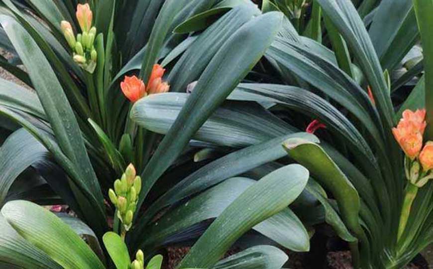 多年生草本植物