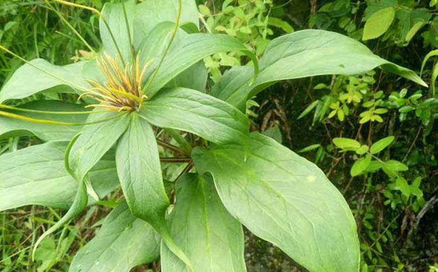 多年生草本植物