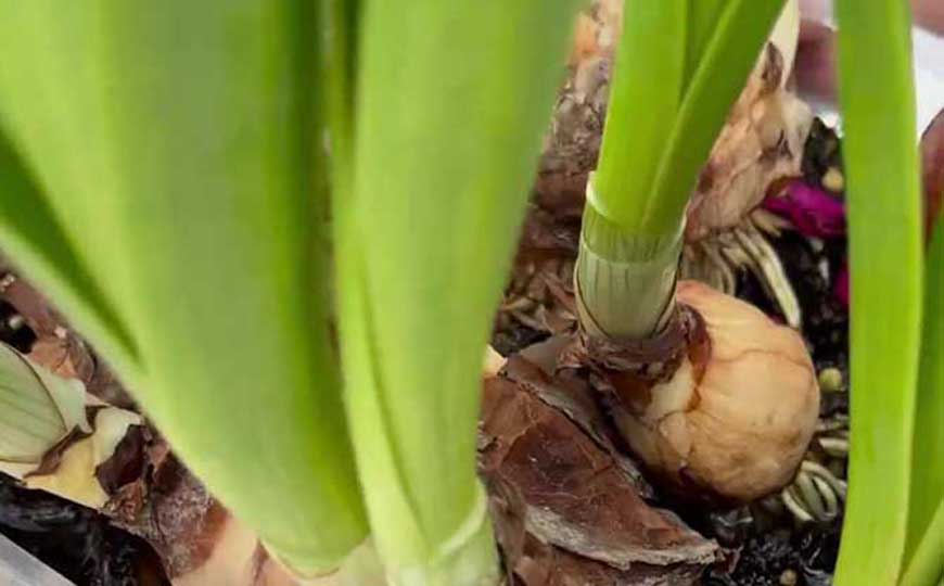 多年生草本植物