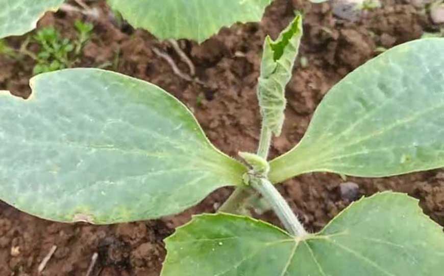 植物的生长过程及生命周期