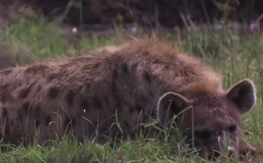 肉食性哺乳动物
