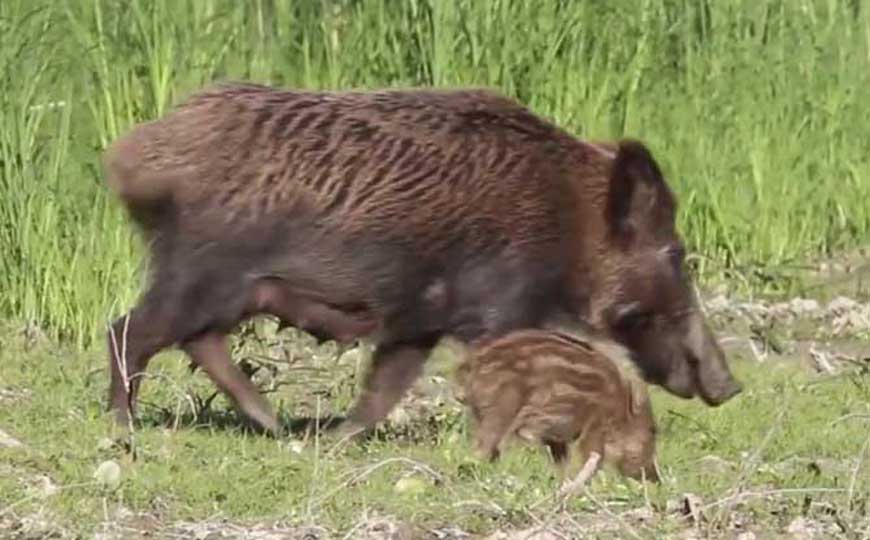肉食性哺乳动物