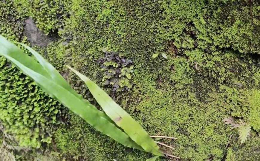苔藓植物