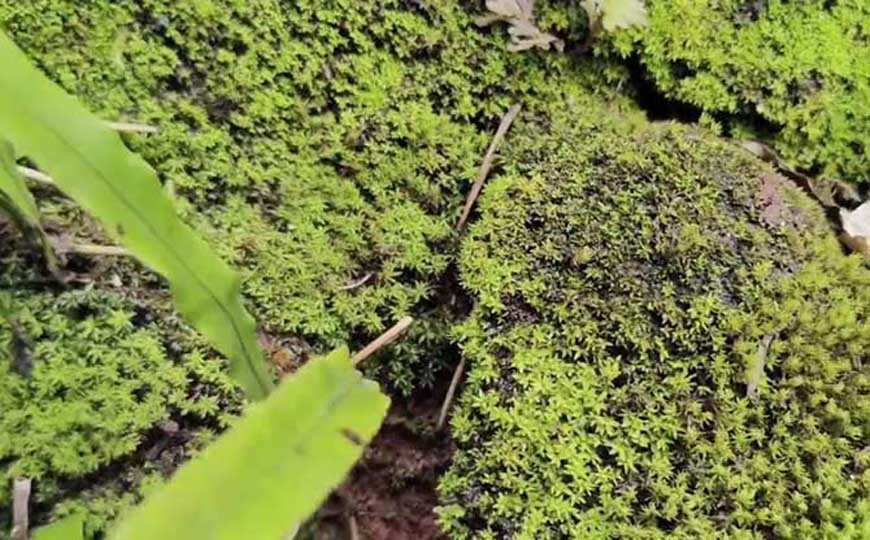 苔藓植物