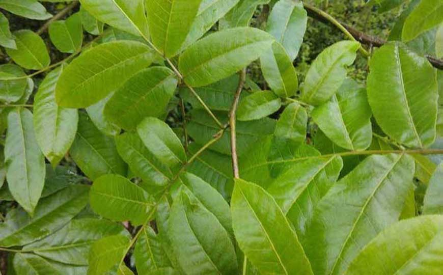 木本植物(木本、树类)