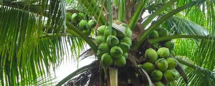 植物传播种子的方法