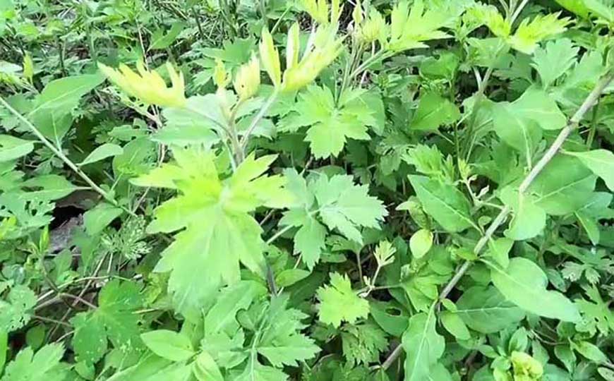 艾(艾草、艾叶)