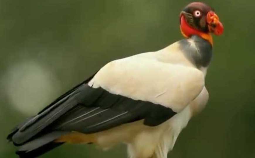 王鹫是什么动物？