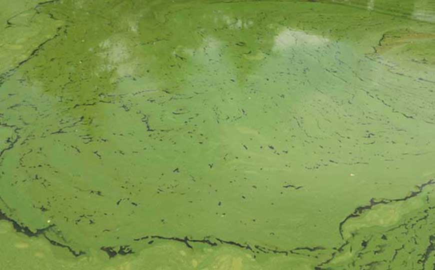 水华是什么意思?