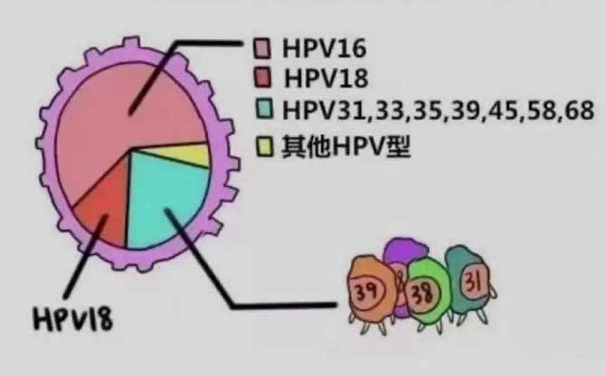 HPV病毒