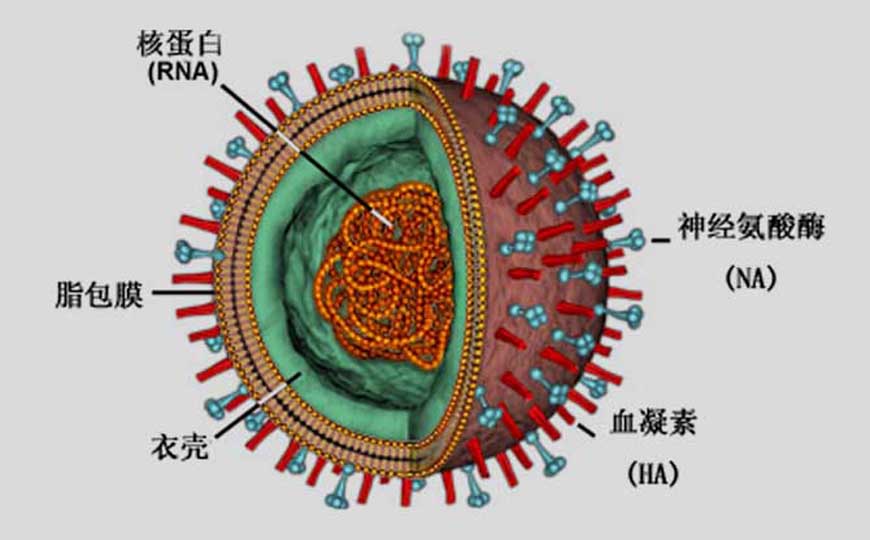 H7N9病毒