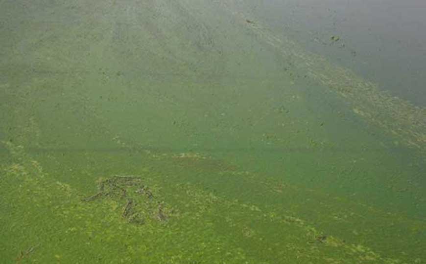 浮游植物(浮游藻类)